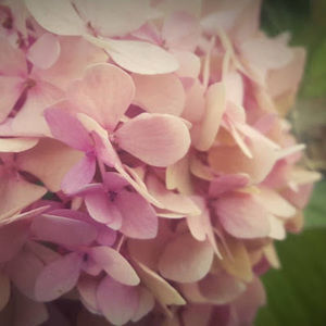 Meet your Posher, Gianna